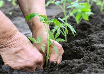 Dow AgroSciences lança Programa de Aplicação Responsável para Hortifruti