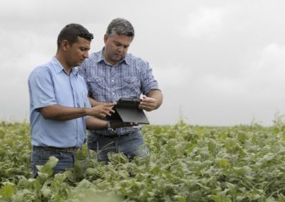 App identifica plantas daninhas por meio de imagens de celular