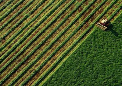 Biodiversidade do solo precisa ser mais valorizada nas políticas públicas globais