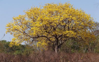 Produtores rurais de Mato Grosso receberão apoio para conservar o Cerrado