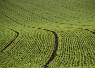 Syngenta se posiciona publicamente sobre o projeto de lei que propõe mudanças na regulamentação de agrotóxicos no Brasil