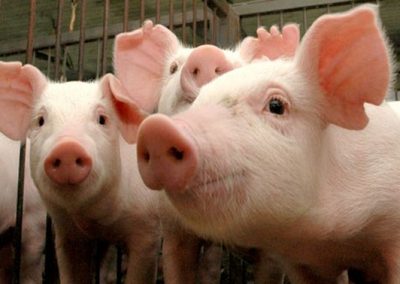 IEA divulga a estimativa da Produção Animal para 2017