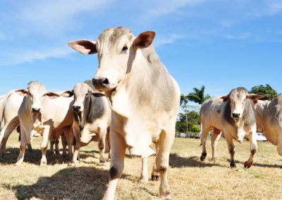 IEA divulga a estimativa da Produção Animal no Estado de São Paulo