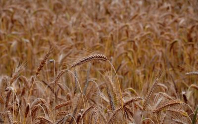 Safra de grãos tem redução de 3,4% em relação à safra anterior aponta CONAB