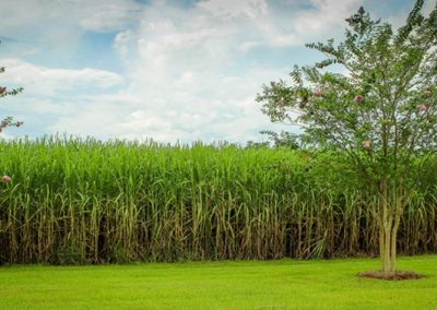 Safra de cana estimada em 635 milhões de t terá produção de 30 bilhões de litros de etanol