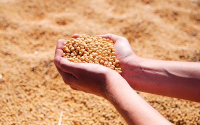 Conab aponta recorde na produção com 273 milhões toneladas de grãos
