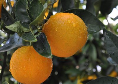 Número de fazendas com selo verde cresce 500% em quatro anos na citricultura brasileira