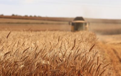 Valor da Produção Agropecuária de 2021 atinge R$ 1,129 trilhão