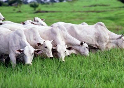 Comissão vai acompanhar políticas de baixa emissão de carbono na agricultura