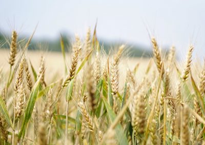 PIB do Agro segue em alta, mas COVID-19 reduz o ritmo