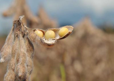 Valor da Produção Agropecuária deste ano está estimado em R$ 771,4 bilhões