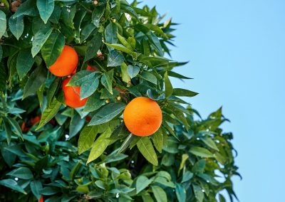 Tangerines growing up in Ayia Napa