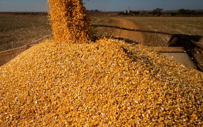 Levantamento da Conab indica um volume de produção de 288,61 milhões de toneladas de grãos na safra 2021/22